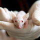 Imagen para el artículo titulado Una nueva vacuna contra el cáncer demuestra ser 100% efectiva contra melanomas agresivos en ratones
